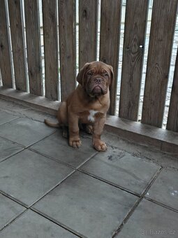 Bordeauxská doga s PP - 5