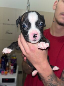 Prodám štěňata - 5