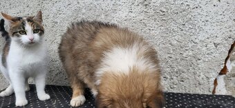 Kolie dlouhosrstá - 5