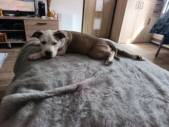 American Bully Standard - 5