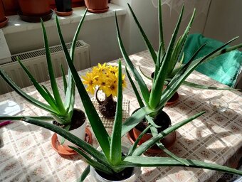 PRODÁM 3 KUSY BANÁNOVNÍKŮ A 4 KUSY ALOE VERA LÉČIVÉ - 5