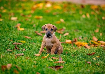 Rhodéský Ridgeback- VOLNÁ fenka a pejsek s PP,ihned k odběru - 5