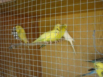 Andulka, andulky - 5