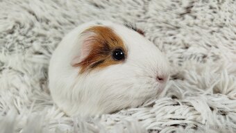 Morče, Morčátko, Morčátka, Morčata - BETTY - 5