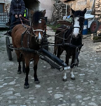 Welsh pony kobylka - 5