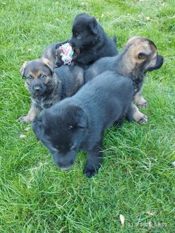 Štěňata německého ovčáka bez PP - 5