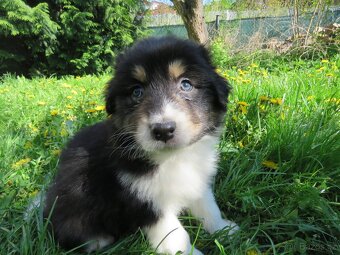 Australský ovčák s PP, pejsek black tri s ocáskem - 5