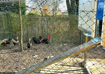 Holokrčka černá - 5