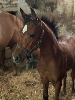 Klisnička s 75% arabské krve - 5