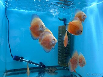 Terčovci - discusy RED VALENTINE - 5