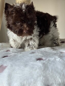 Jorkširský teriér  Choco - 5
