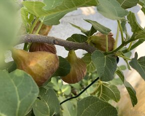 Mrazuvzdorné Fíkovníky - 5