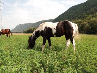 Aph, American paint horse, valach,qh - 5