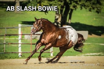 PŘIPOUŠTĚNÍ ZCELA UNIKÁTNÍM BAY PLEMENNÝM HŘEBCEM APPALOOSA - 5