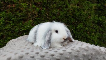 Zakrslý beránek, králíček, králík-MOLLY - 5