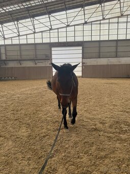 Docházka k valachovi - 5