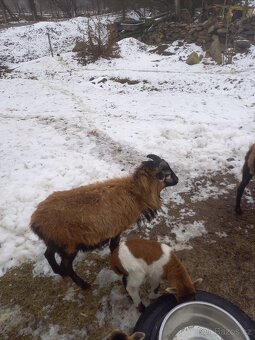 Kamerunské ovce - 5