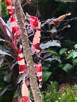 Caridiny Cantonensis-sp Taiwan RED Barevně atraktivní - 5