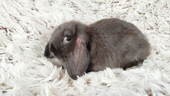 Zakrslý beránek, králíček, králík - PEGAS - 5