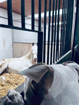 American bully XL krytí - 5