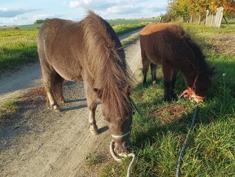 Minihorse hřebeček k rezervaci - 5