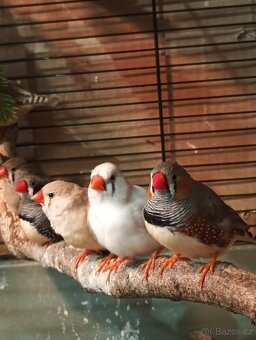 Zebřička pestrá letošní - 5