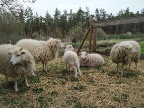 Ovce Skudde - jehničky - 5