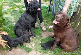 Labrador štěňata bez PP - 5