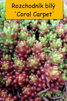 Rozchodník (Sedum) – na skalku i balkón - 5
