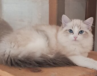 Kočička ragdoll s PP - 5