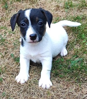 Jack Russel terier, kouzelná štěňátka - 5