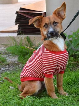 Mochi hledá domov - 5