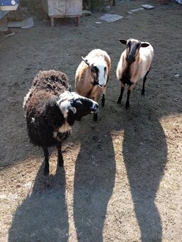 Prodám kamerunské ovce - 5