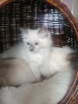 Ragdoll - 5