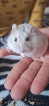 Křeček džungarský - 5