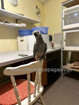 Žako kongo - krotké, ručne dokŕmené mláďatá - 5