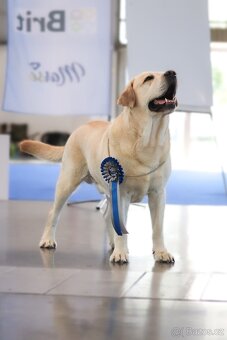 Labrador retriever s PP - Nabídka krytí - 5