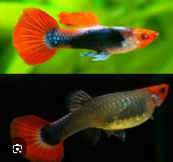 Guppy farma Senohraby - 5