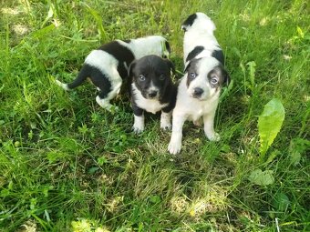 Jack Russell teriér - 5