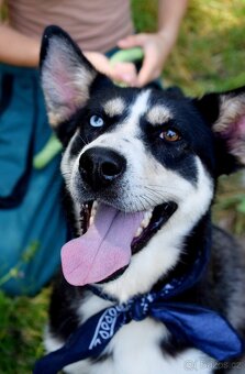 ARES K ADOPCI - přátelský mazel, vhodný k dětem - 5