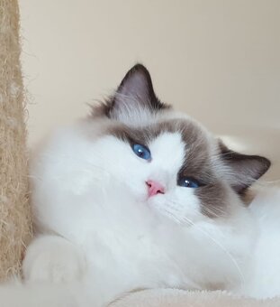 Kocourek ragdoll s PP - 5