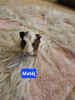 Morčata - miminka. - 5