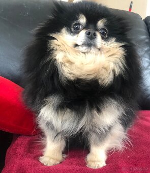 Pomeranian s PP FCI - 5