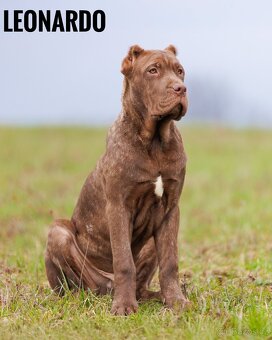 Bandog - 5
