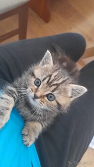 Kotě - britská zlatá whiskas - bez PP, kočička - 5
