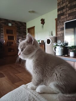 Britska koťata - 5