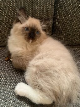 ❤️❤️Ragdoll s PP kočičky - 5