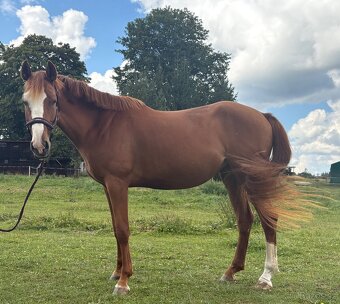 4-letá odznaková ryzka - 5