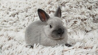 Zakrslý králík, králíček - SUZIE - 5