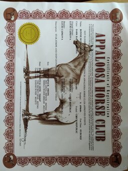 Prodám Appaloosa - 5